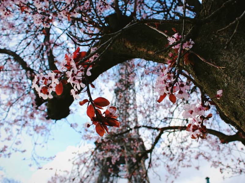Ha llegado la primavera, saque las herramientas de jardinería y disfrute del sol
