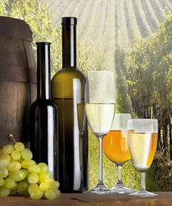 frech wine-french region-france