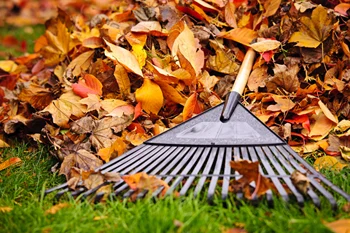 Winter Gardening in November