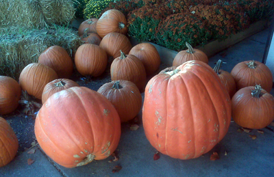 American pumpkins