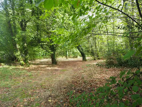 Photo of A house in the forest
